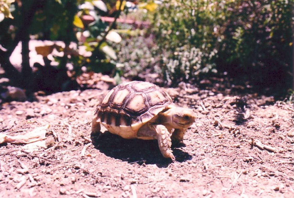 What to Know Before Buying a Tortoise? MyPetCareJoy