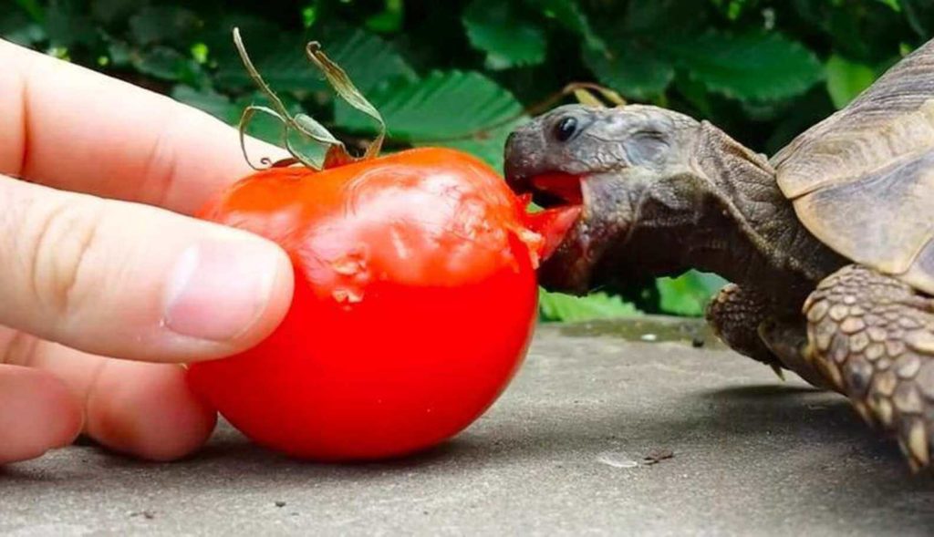 Can Tortoises Eat Tomatoes? MyPetCareJoy