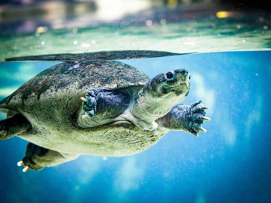 Tortoise Swiming