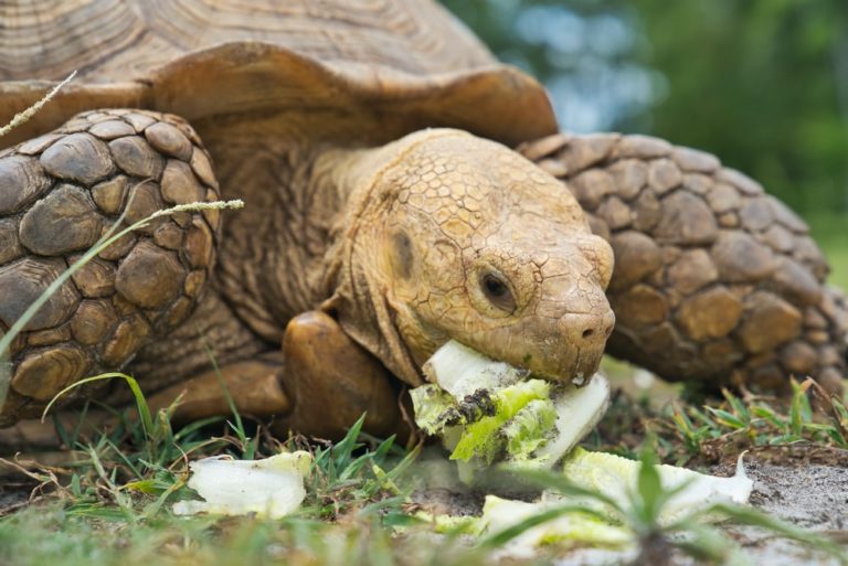What Do Tortoises Eat? Tortoise Food List | MyPetCareJoy