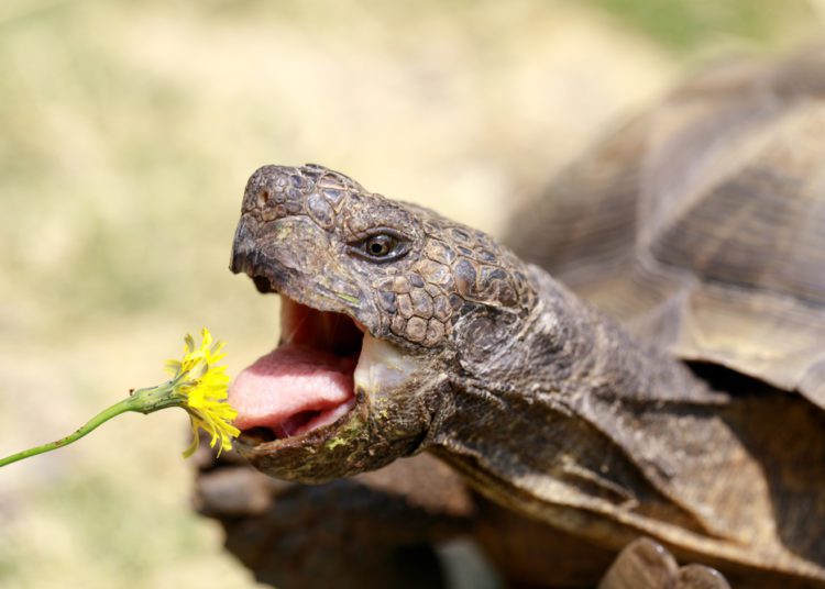 Best Plants For Tortoises MyPetCareJoy
