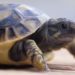 What to Know Before Buying a Tortoise