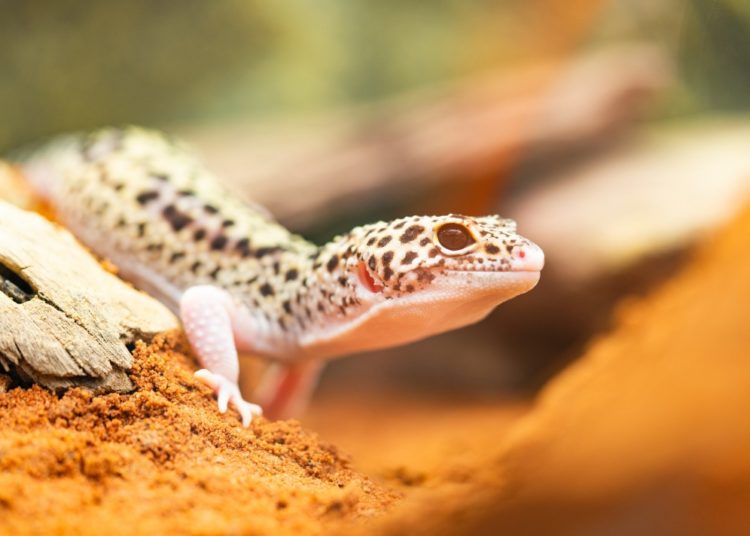 Best 5 Safe Plants For Leopard Geckos for 2024 MyPetCareJoy