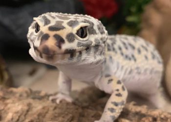 Why Is My Leopard Gecko Pale