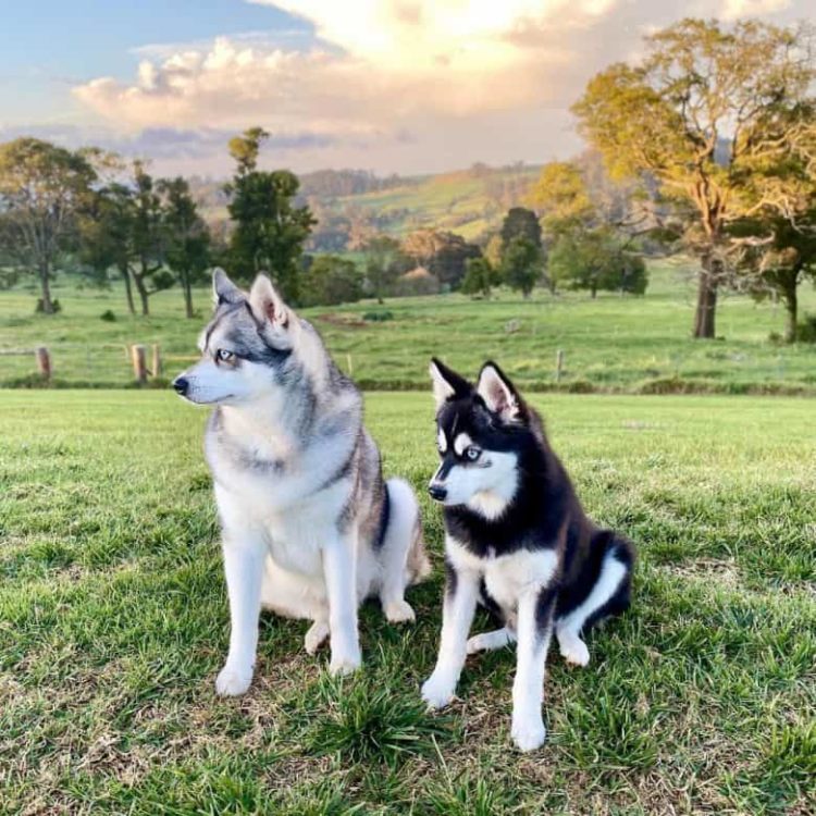 Alaskan Klee Kai VS Husky MyPetCareJoy