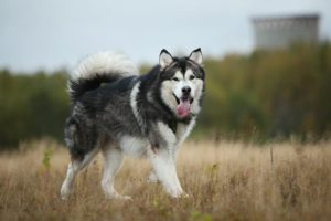 Alaskan Malamute-Everything You Need To Know