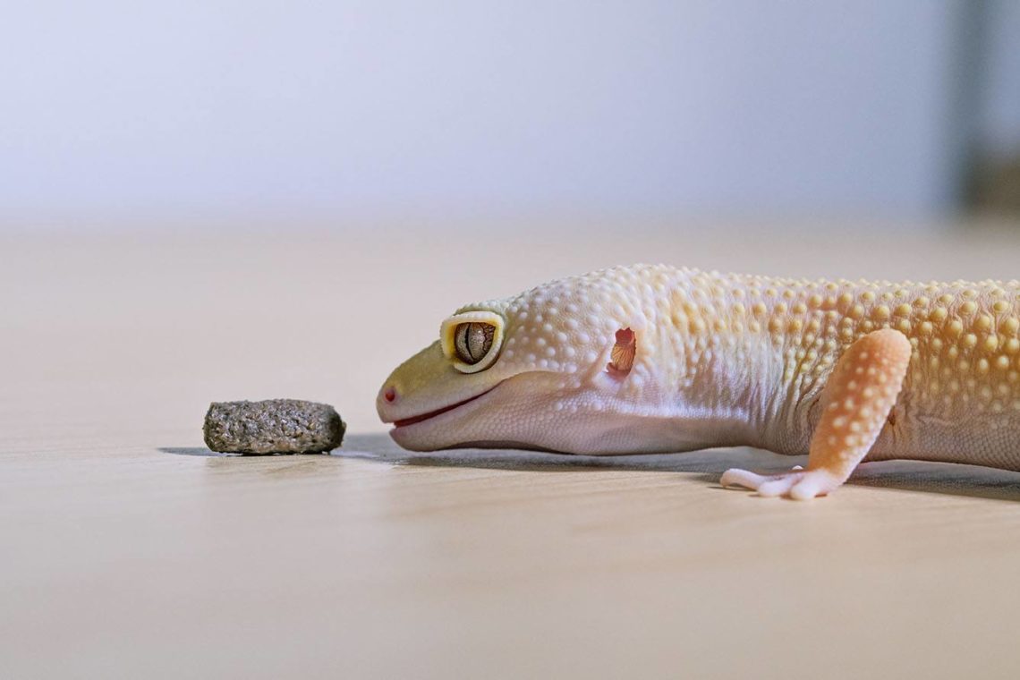 Why does my leopard gecko climb the tank? MyPetCareJoy