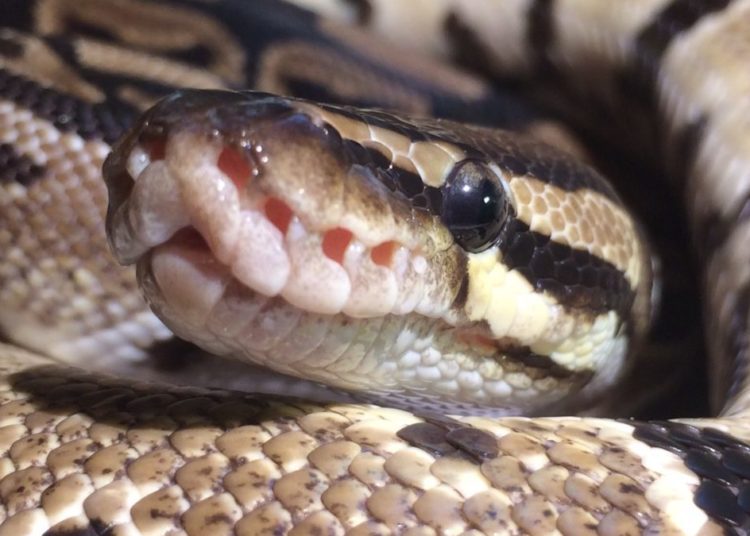 How Big Do Ball Pythons Get MyPetCareJoy