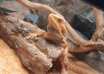 Bearded Dragon