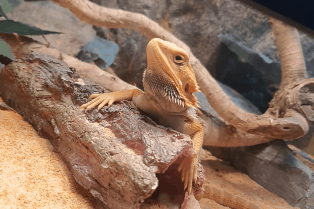 Bearded Dragon