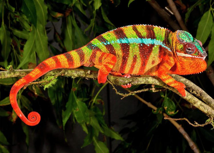 Can Chameleons See In The Dark? | MyPetCareJoy