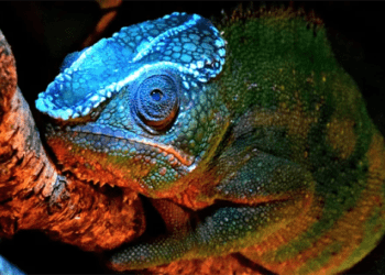 Can Chameleons See In The Dark