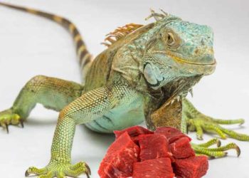 Can Iguanas Eat Meat