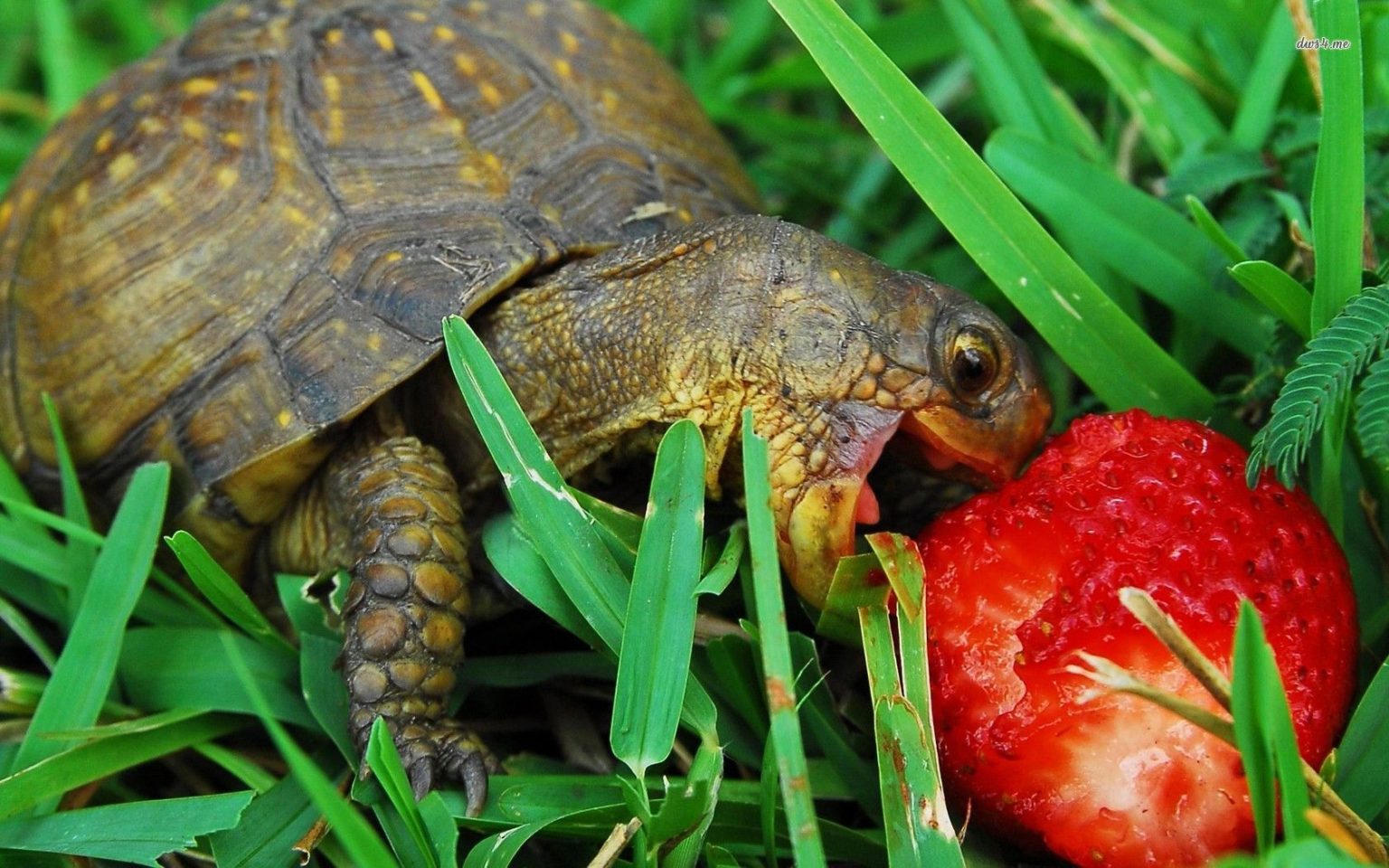 can-tortoises-eat-strawberries-mypetcarejoy