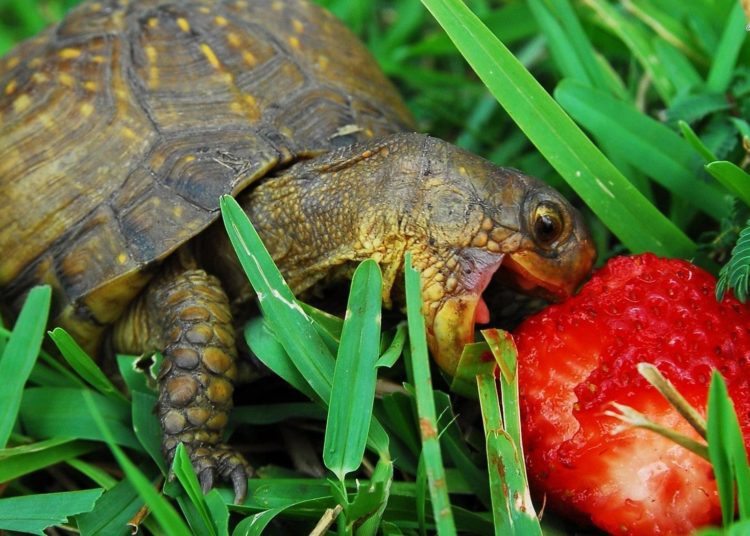 Can Tortoises Eat Tomatoes? 