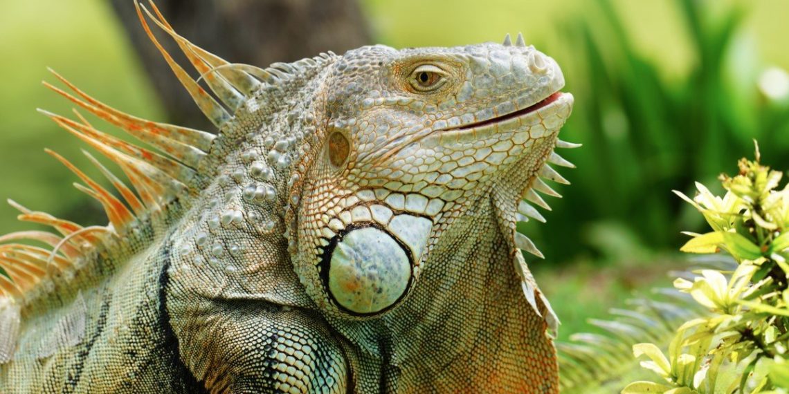 Do Iguanas Have Teeth? | MyPetCareJoy