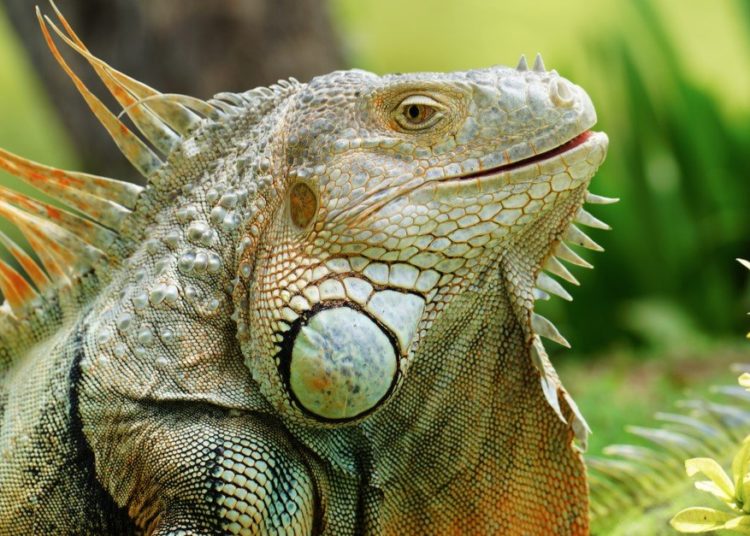 10 Best Iguana Morphs (Updated) | MyPetCareJoy