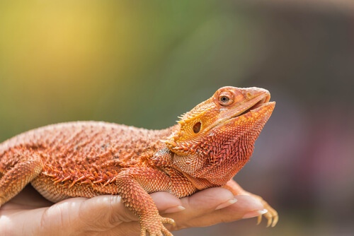 bearded dragon