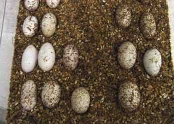 How To Incubate Leopard Gecko Eggs Without An Incubator