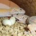 How To Take Care Of Leopard Gecko Eggs