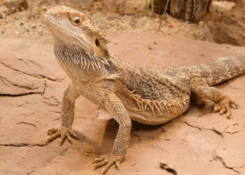 How To Tell If Your Bearded Dragon Is Happy