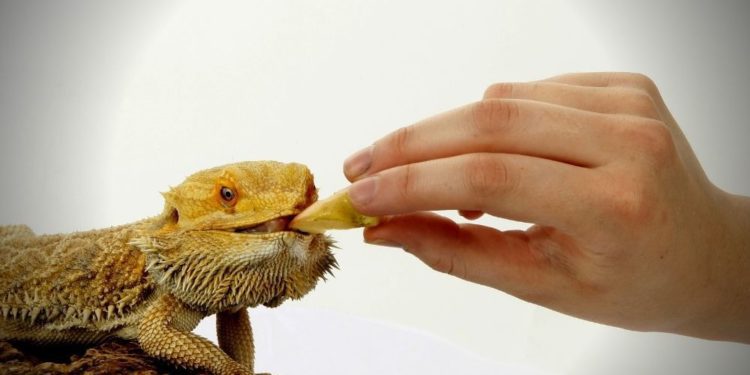 How To Tell If Your Bearded Dragon Is Hungry