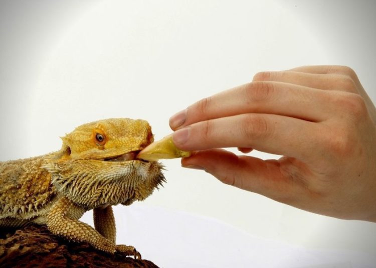How to Take Care of Bearded Dragon Eggs? MyPetCareJoy
