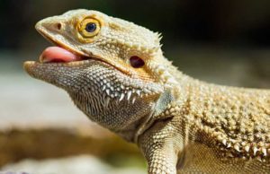 How To Tell If Your Bearded Dragon Is Hungry or Not