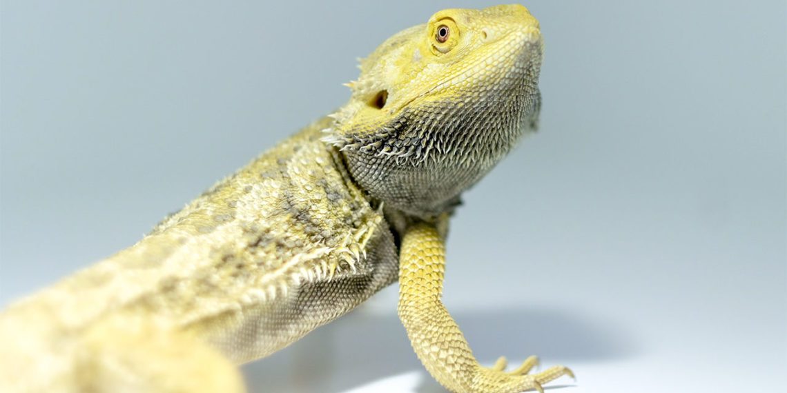 How To Treat Pinworms In Bearded Dragons? MyPetCareJoy