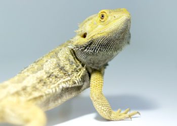 How To Treat Pinworms In Bearded Dragons