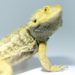 How To Treat Pinworms In Bearded Dragons