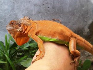 Iguanas Change Colour