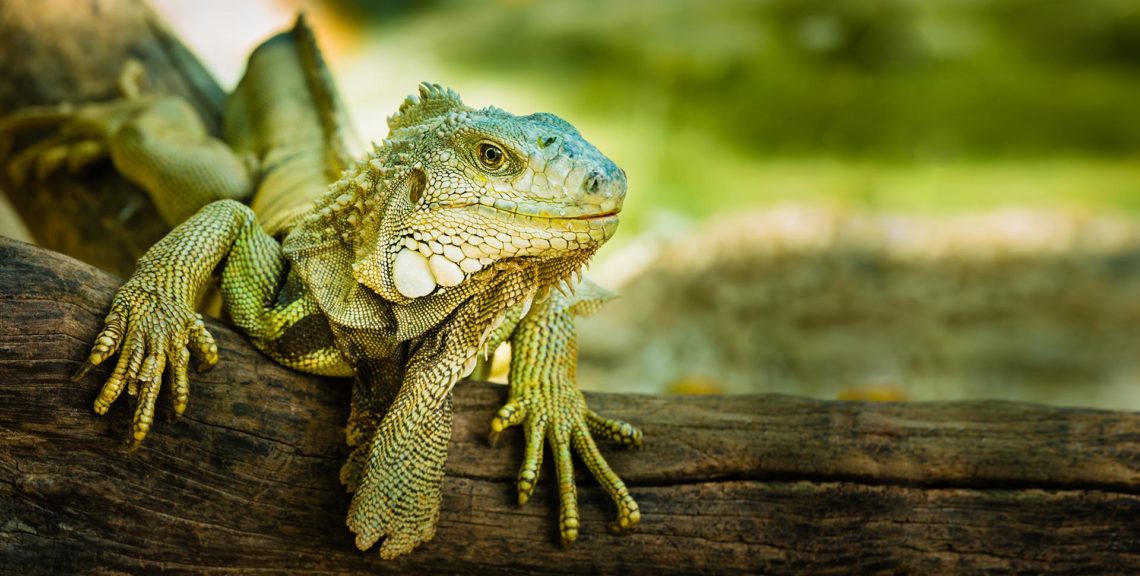 Do Iguanas Have Teeth? | MyPetCareJoy