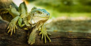 Iguanas Have Teeth