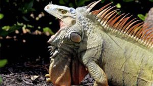 Iguanas Have Teeth or Not