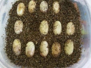 Incubate Leopard Gecko Eggs Without An Incubator