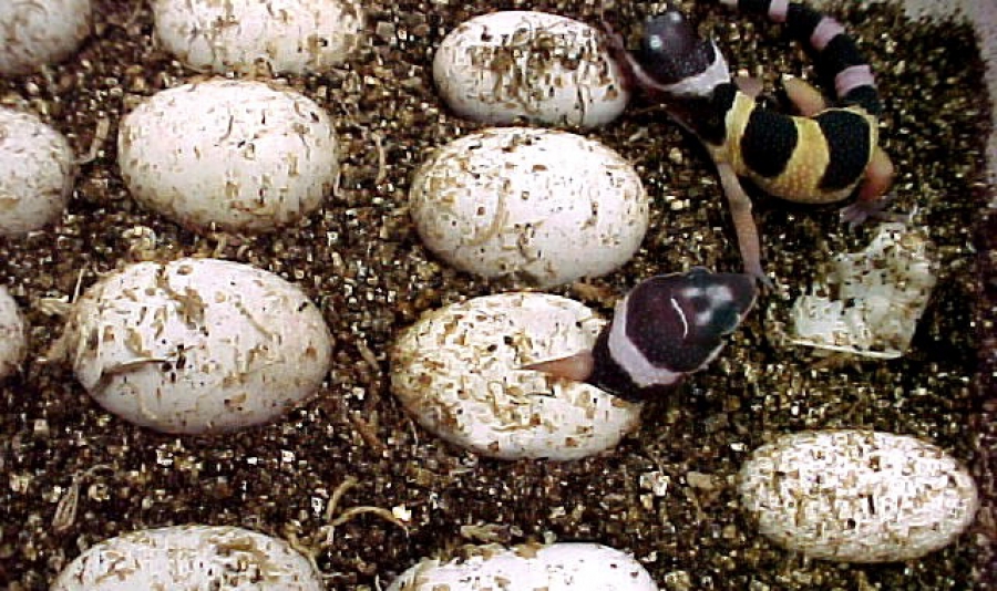 How To Take Care Of Leopard Gecko Eggs? MyPetCareJoy