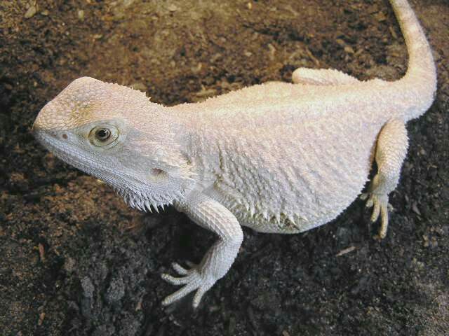 Why Is My Bearded Dragon Turning White? | MyPetCareJoy