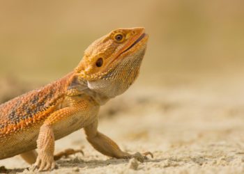 Parasites In Bearded Dragons