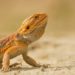 Parasites In Bearded Dragons