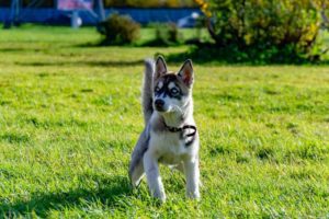 Train Alaskan Klee Kai