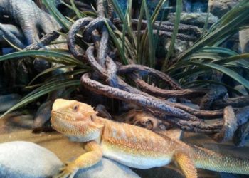 What You Should Know About Coccidia In Bearded Dragons