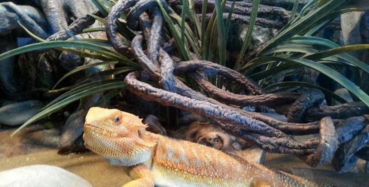 What You Should Know About Coccidia In Bearded Dragons