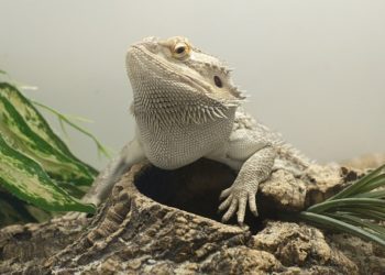 Why Is My Bearded Dragon Turning White