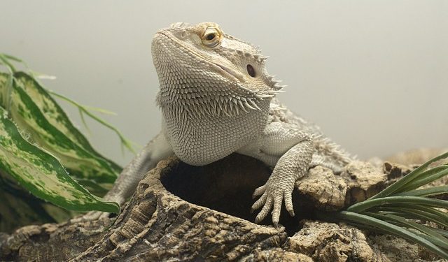 Why Is My Bearded Dragon Turning White