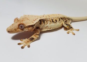 Why Is My Crested-Gecko On The Ground