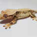 Why Is My Crested-Gecko On The Ground
