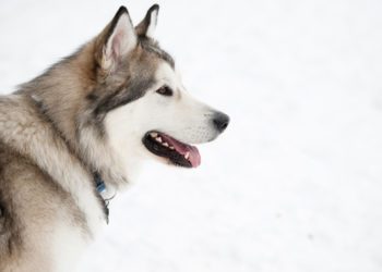 How To Groom An Alaskan Malamute At Home