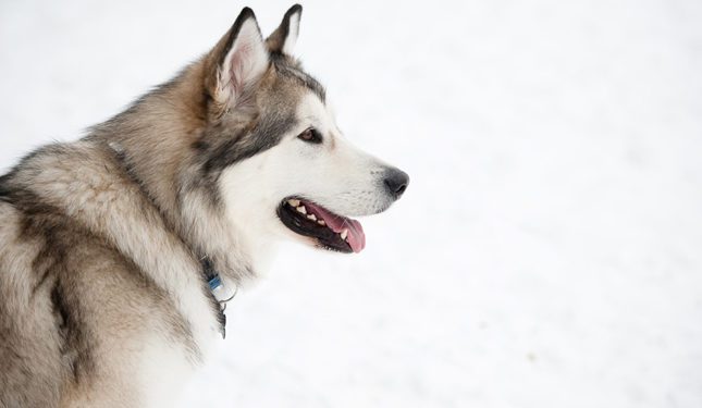 How To Groom An Alaskan Malamute At Home