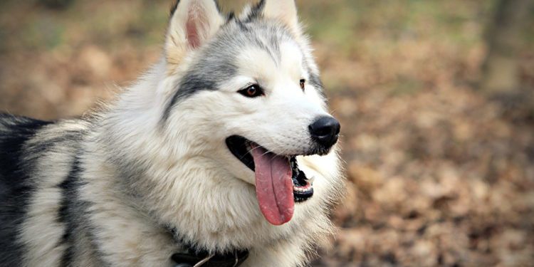 Why Does Your Alaskan Malamute Lick You
